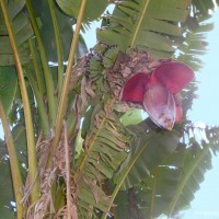 Musa balbisiana Colla